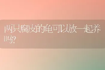 两只腐皮的龟可以放一起养吗？