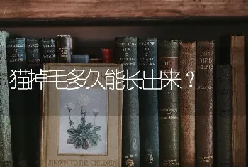 蓝白猫多久才乖一点？