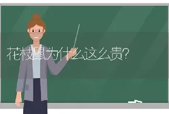 花枝鼠为什么这么贵？