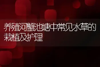 养殖河蟹池塘中常见水草的栽植及护理