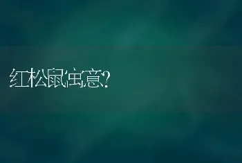 红松鼠寓意？