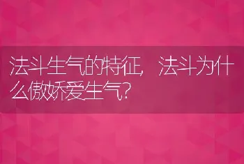 法斗生气的特征，法斗为什么傲娇爱生气？