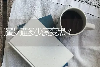 暹罗猫多少度变黑？