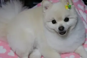 博美喂养的正确方法，11个月的博美犬1天喂几次？