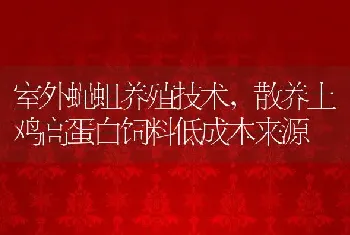 室外蝇蛆养殖技术，散养土鸡高蛋白饲料低成本来源