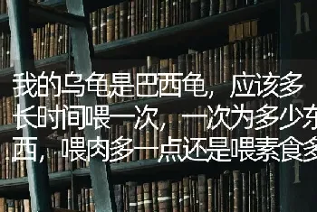 我的乌龟是巴西龟，应该多长时间喂一次，一次为多少东西，喂肉多一点还是喂素食多一点？