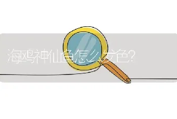 海鸥神仙鱼怎么发色？