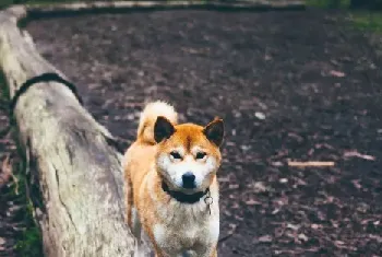 日本土狗是柴犬还是秋田，日本的秋田犬