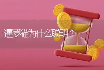 暹罗猫为什么聪明？