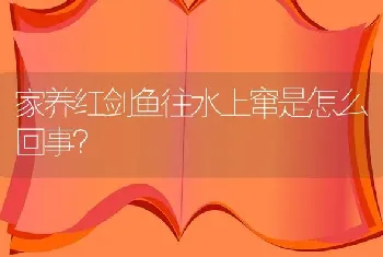 家养红剑鱼往水上窜是怎么回事？