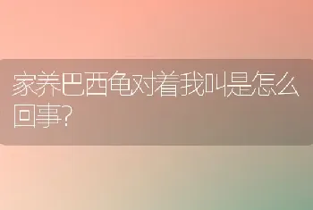 家养巴西龟对着我叫是怎么回事？