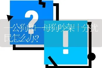 一公狗和一母狗吵架十分扰民怎么办？