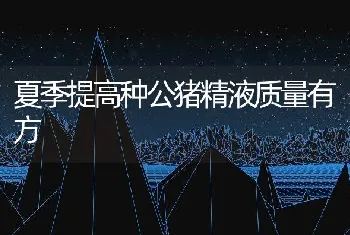 夏季提高种公猪精液质量有方