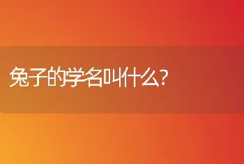 兔子的学名叫什么？