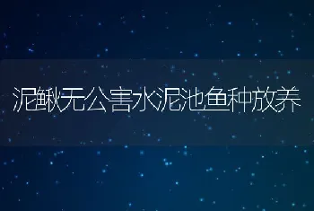 泥鳅无公害水泥池鱼种放养