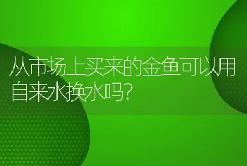 从市场上买来的金鱼可以用自来水换水吗？