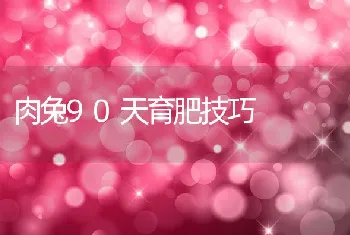 肉兔90天育肥技巧