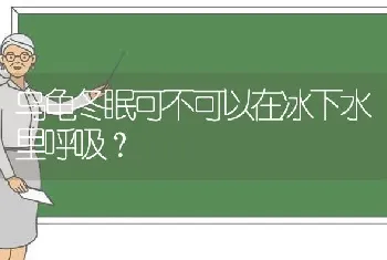 乌龟冬眠可不可以在冰下水里呼吸？