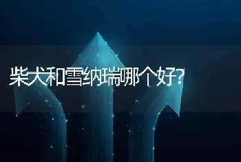 柴犬和雪纳瑞哪个好？