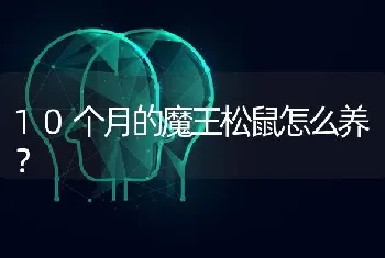 10个月的魔王松鼠怎么养？