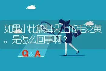 如果小比熊耳朵上的毛泛黄。是怎么回事啊？