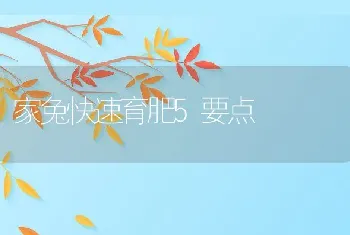 家兔快速育肥5要点