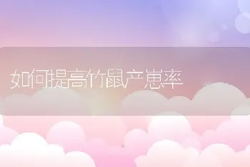 如何提高竹鼠产崽率