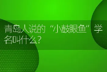 青岛人说的“小鼓眼鱼”学名叫什么？