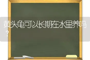 黄头龟可以长期在水里养吗？