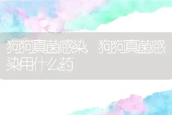 狗狗真菌感染，狗狗真菌感染用什么药