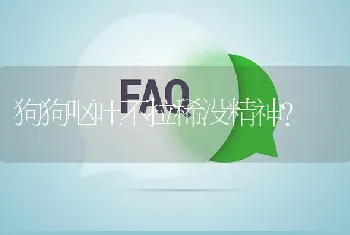 狗狗呕吐不拉稀没精神？