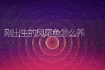 刚出生的凤尾鱼怎么养