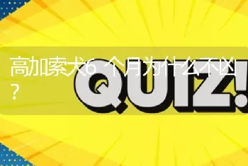 高加索犬6个月为什么不凶？