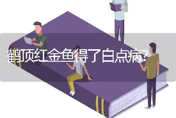 鹤顶红金鱼得了白点病？