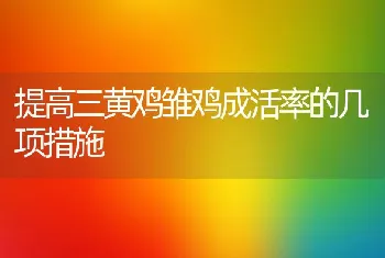 提高三黄鸡雏鸡成活率的几项措施