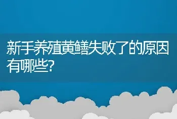 新手养殖黄鳝失败了的原因有哪些？