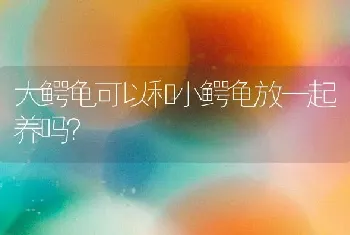 七个月布偶可以送人嘛？