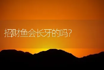 招财鱼会长牙的吗？