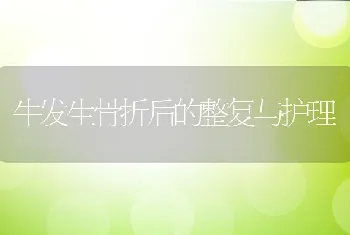 牛发生骨折后的整复与护理