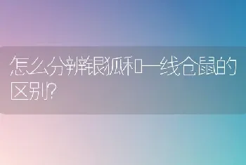 怎么分辨银狐和一线仓鼠的区别？