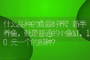 什么品种的鱼最好养？新手养鱼，就是普通的小鱼缸，10元一个的那种？