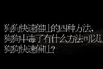 狗狗快速催吐的四种方法，狗狗中毒了有什么方法可以让狗狗快速催吐？