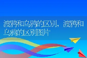 渡鸦和乌鸦的区别，渡鸦和乌鸦的区别图片