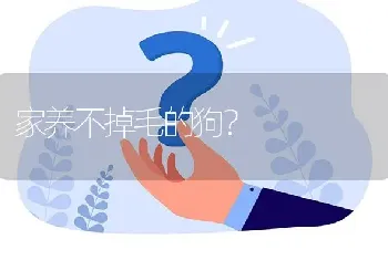 家养不掉毛的狗？