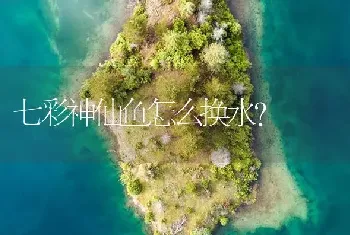 七彩神仙鱼怎么换水？