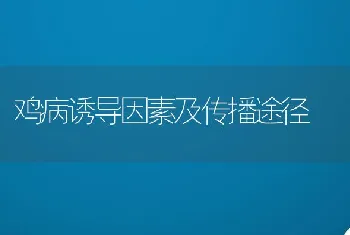 鸡病诱导因素及传播途径