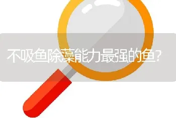 不吸鱼除藻能力最强的鱼？