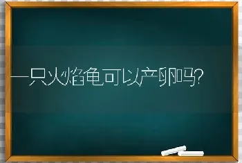 一只火焰龟可以产卵吗？