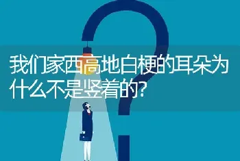 我们家西高地白梗的耳朵为什么不是竖着的？