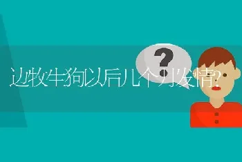 边牧生狗以后几个月发情？